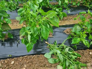 참깨6253님의 들깨 · 병해충상담 작성글 사진