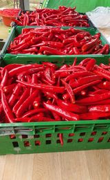 팜모닝 고추·수확 게시글 이미지