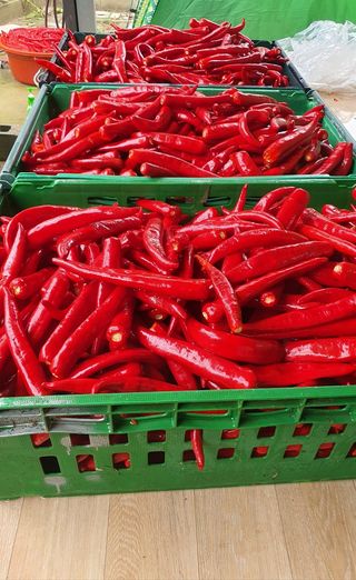 이인구님의 고추 · 수확 작성글 사진