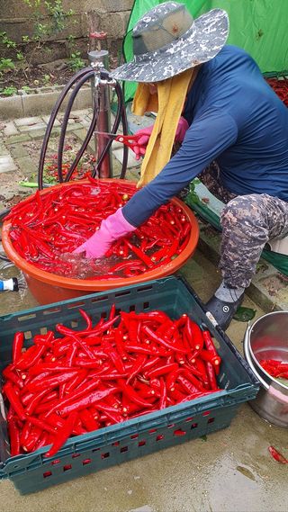 이인구님의 고추 · 수확 작성글 사진