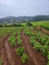 팜모닝 들깨·자유게시판 게시글 이미지