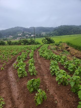 밝은숲님의 들깨 · 자유게시판 작성글 사진