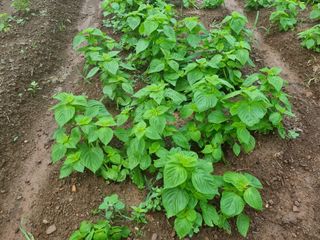 밝은숲님의 들깨 · 자유게시판 작성글 사진