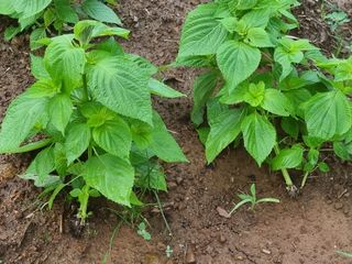 밝은숲님의 들깨 · 자유게시판 작성글 사진