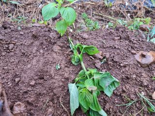 밝은숲님의 들깨 · 자유게시판 작성글 사진