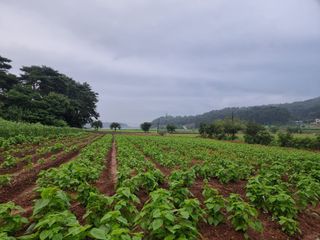 밝은숲님의 들깨 · 자유게시판 작성글 사진