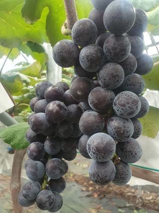 임효정님의 8월 내 작물 자랑하기 · 참여글 작성글 사진