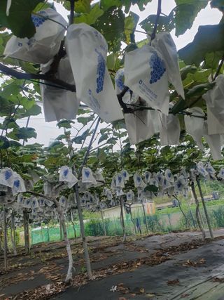 임효정님의 8월 내 작물 자랑하기 · 참여글 작성글 사진