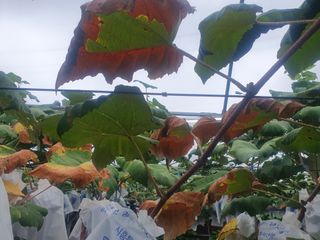 임효정님의 8월 내 작물 자랑하기 · 참여글 작성글 사진