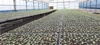 산들해 농장님의 배추 · 파종•정식 작성글 사진