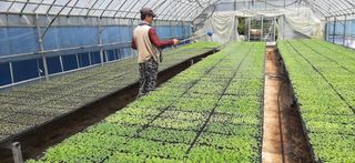 산들해 농장님의 배추 · 파종•정식 작성글 사진