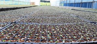 산들해 농장님의 배추 · 파종•정식 작성글 사진