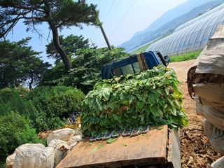 천년의사랑님의 8월 내 작물 자랑하기 · 참여글 작성글 사진