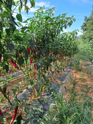 천년의사랑님의 8월 내 작물 자랑하기 · 참여글 작성글 사진