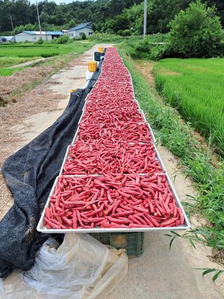 천년의사랑님의 8월 내 작물 자랑하기 · 참여글 작성글 사진