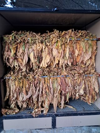 천년의사랑님의 8월 내 작물 자랑하기 · 참여글 작성글 사진