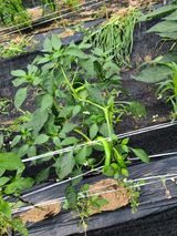 팜모닝 고추·병해충상담 게시글 이미지