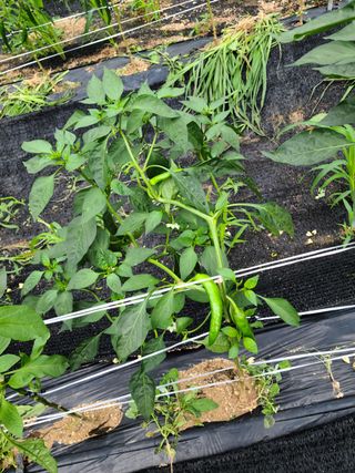 박명수님의 고추 · 병해충상담 작성글 사진