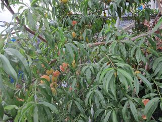 천년의사랑님의 고추 · 수확 작성글 사진