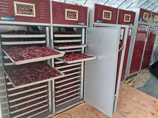 천년의사랑님의 고추 · 수확 작성글 사진