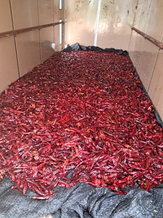 천년의사랑님의 고추 · 수확 작성글 사진