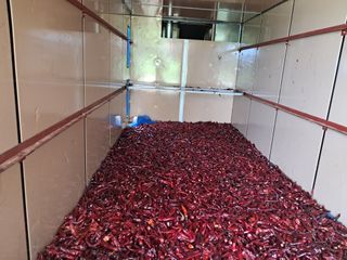 천년의사랑님의 고추 · 수확 작성글 사진