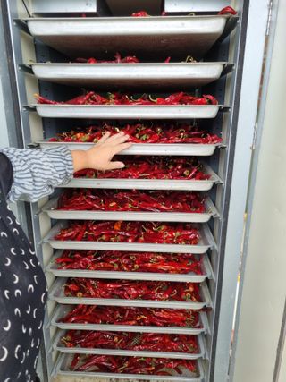 그린1505님의 고추 · 수확 작성글 사진