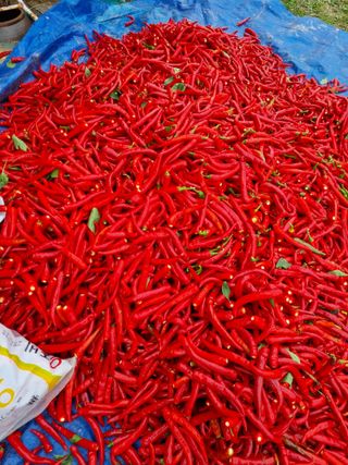 그린1505님의 고추 · 수확 작성글 사진