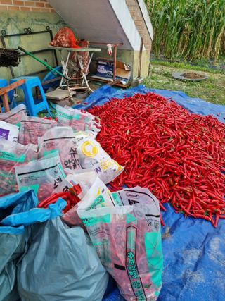 그린1505님의 고추 · 수확 작성글 사진