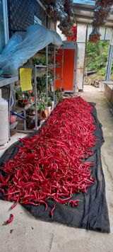 팜모닝 고추·수확 게시글 이미지