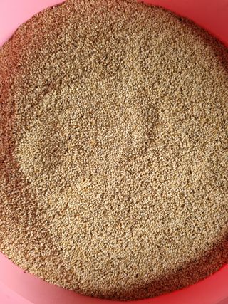 ja72850911님의 고추 · 수확 작성글 사진