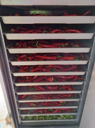 ja72850911님의 고추 · 수확 작성글 사진