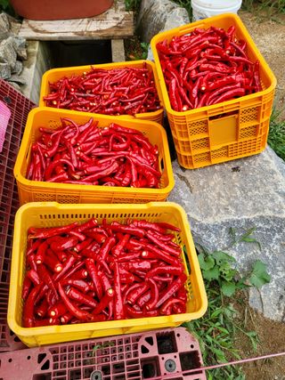 행복님의 고추 · 영농일지 작성글 사진