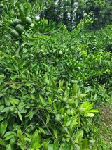 팜모닝 8월 내 작물 자랑하기·참여글 게시글 이미지