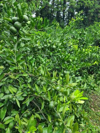 김민성님의 8월 내 작물 자랑하기 · 참여글 작성글 사진