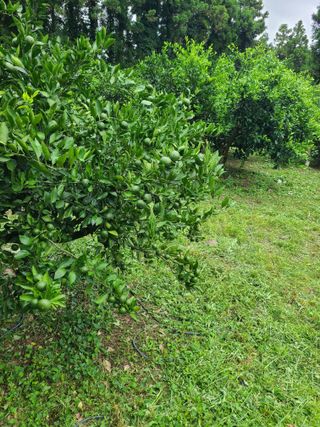 김민성님의 8월 내 작물 자랑하기 · 참여글 작성글 사진