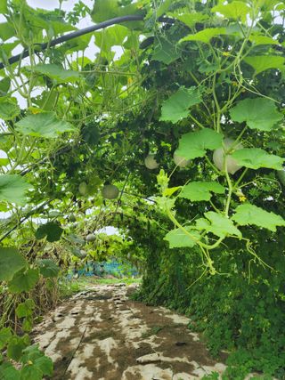 김학용님의 8월 내 작물 자랑하기 · 참여글 작성글 사진