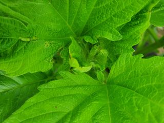 무 하님의 참깨 · 병해충상담 작성글 사진