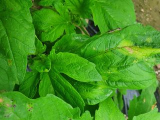 무 하님의 참깨 · 병해충상담 작성글 사진