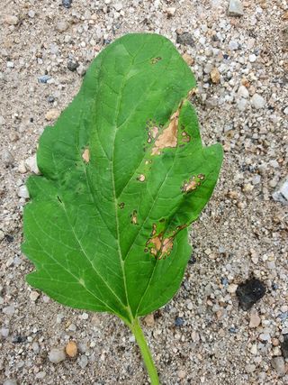무 하님의 참깨 · 병해충상담 작성글 사진