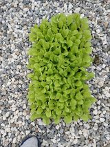 팜모닝 배추·영농일지 게시글 이미지