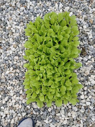 우상철님의 배추 · 영농일지 작성글 사진