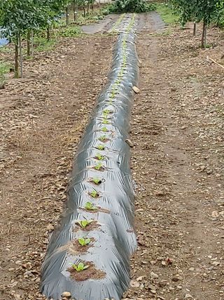 우상철님의 배추 · 영농일지 작성글 사진