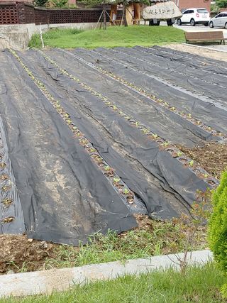 우상철님의 배추 · 영농일지 작성글 사진