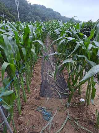 강정희님의 고추 · 지주설치•유인•성장 작성글 사진