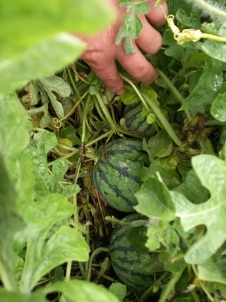 남돌돌님의 8월 내 작물 자랑하기 · 참여글 작성글 사진