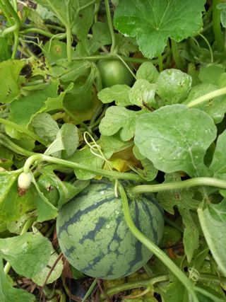 남돌돌님의 8월 내 작물 자랑하기 · 참여글 작성글 사진