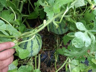 남돌돌님의 8월 내 작물 자랑하기 · 참여글 작성글 사진