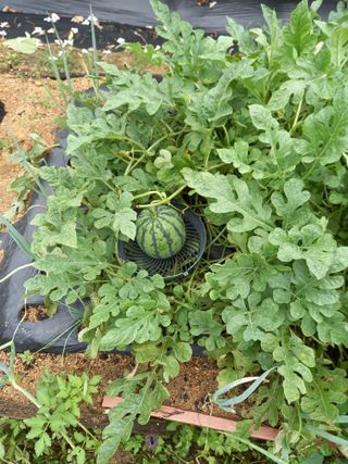 남돌돌님의 8월 내 작물 자랑하기 · 참여글 작성글 사진