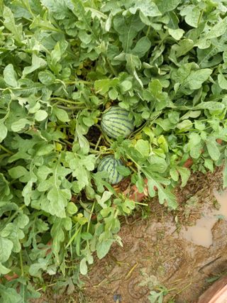 남돌돌님의 8월 내 작물 자랑하기 · 참여글 작성글 사진